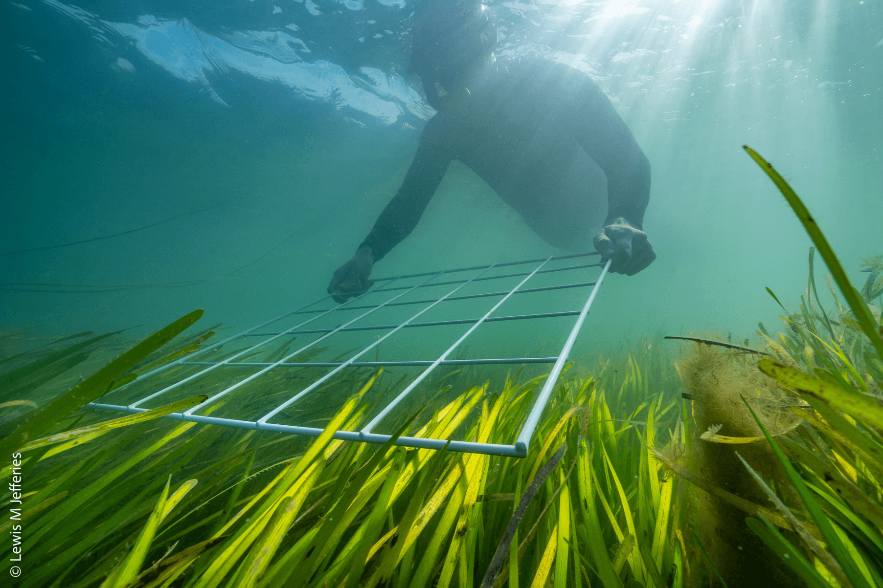 Snorkeller with a quadrat in an Isle of Wight seagrass meadow.