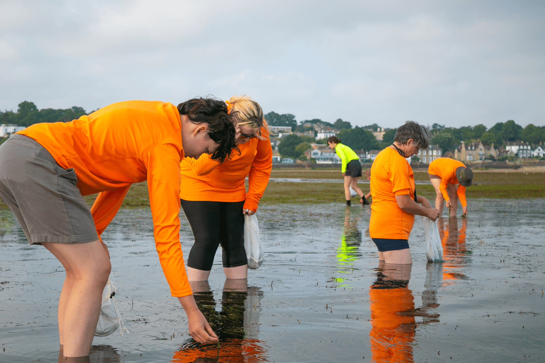 Volunteers in bright orange t-shirts and shorts wade in the shallow water at Ryde collecting seagrass seeds