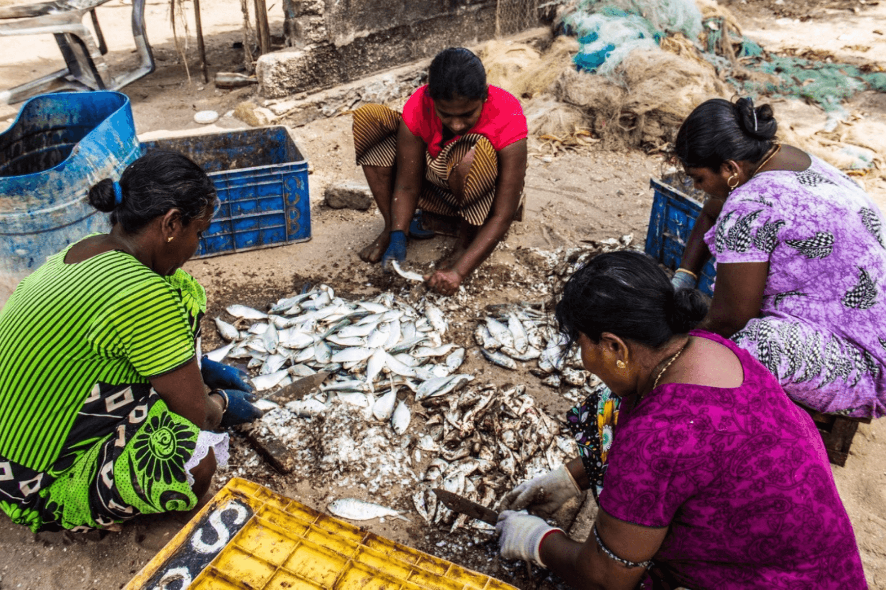 Four women are crouched around pile of fish. They are preparing these.