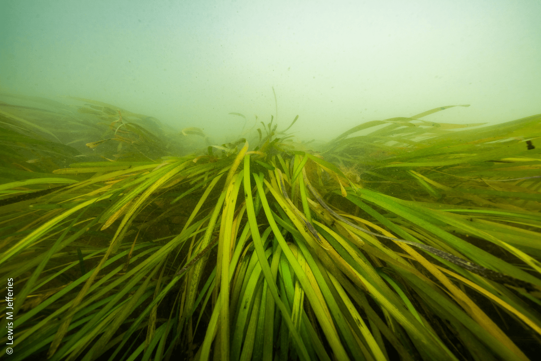 Zostera marina seagrass sways beneath the surface.