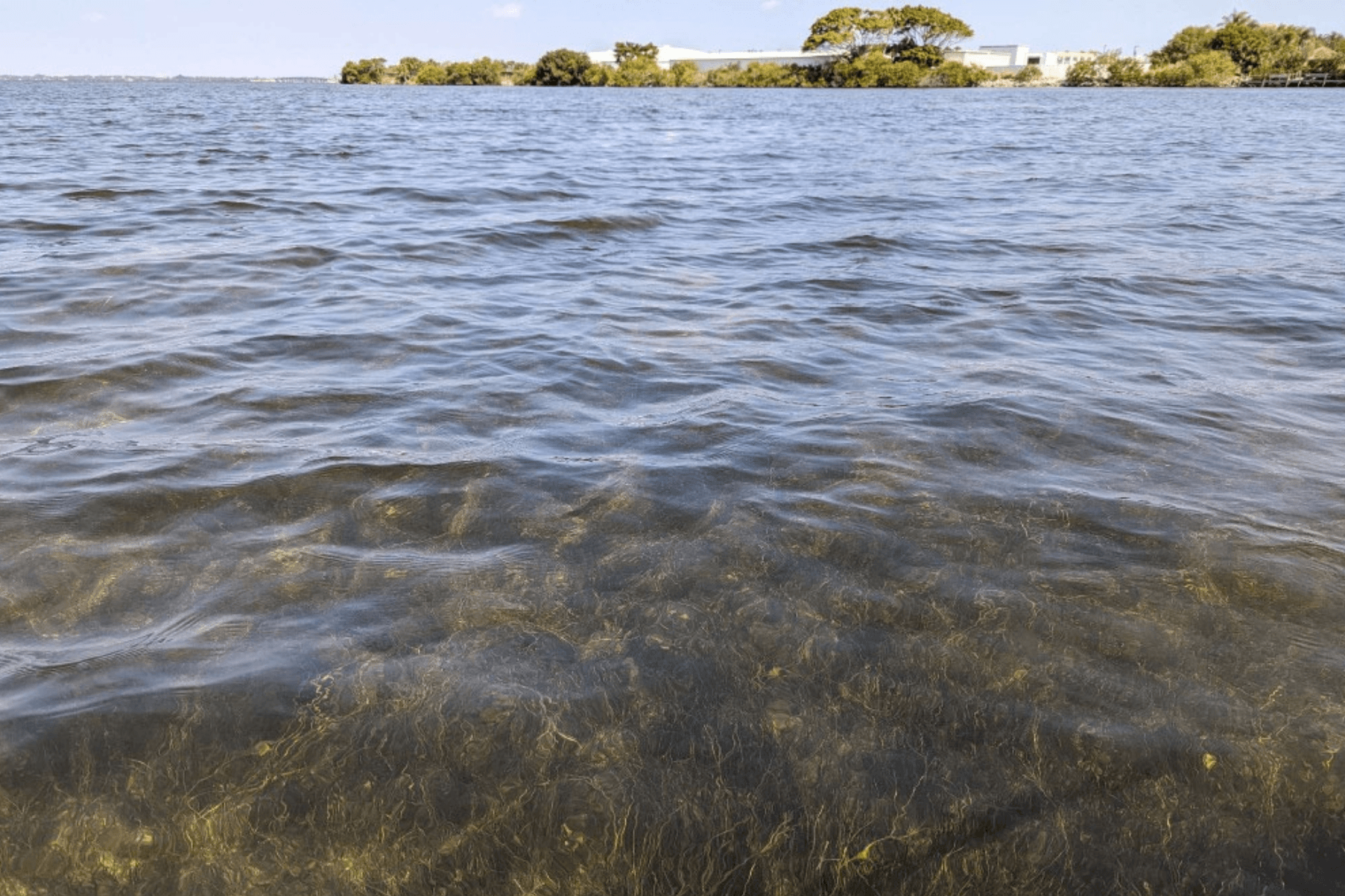 A seagrass meadow underneath the water.