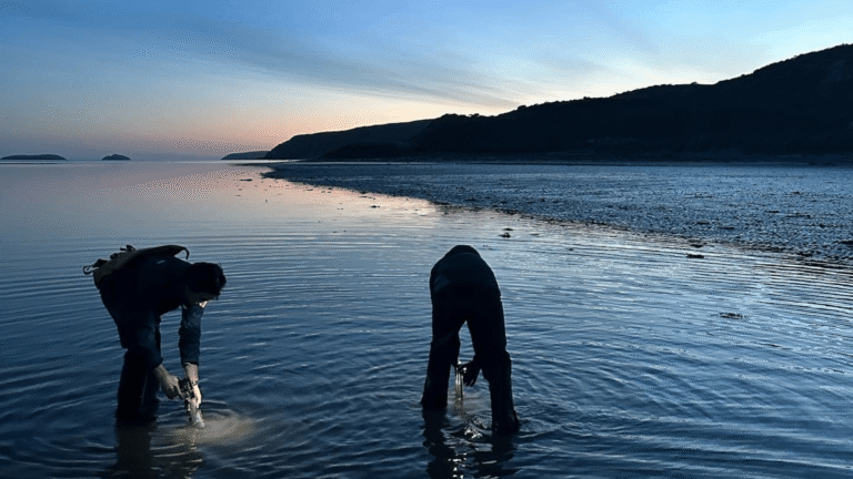 Two members of Seagrass Ocean Rescue staff are standing in the shallows planting seagrass using the DIS method. It is dusk and they are wearing head torches.