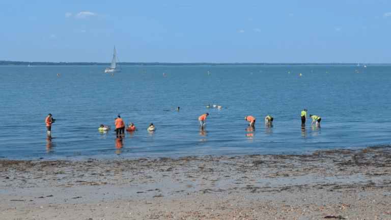 Volunteers in bright flourescent vests gather seeds in the shallow waters at Yarmouth, Isle of Wight.