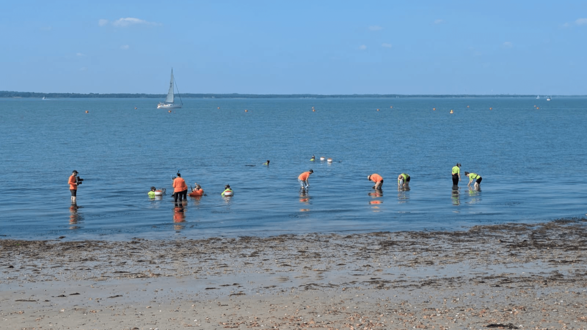 Volunteers in bright flourescent vests gather seeds in the shallow waters at Yarmouth, Isle of Wight.