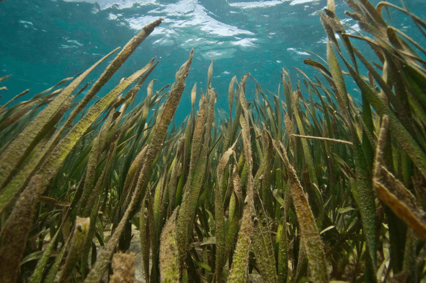 Seagrass meadow growing in Indonesia