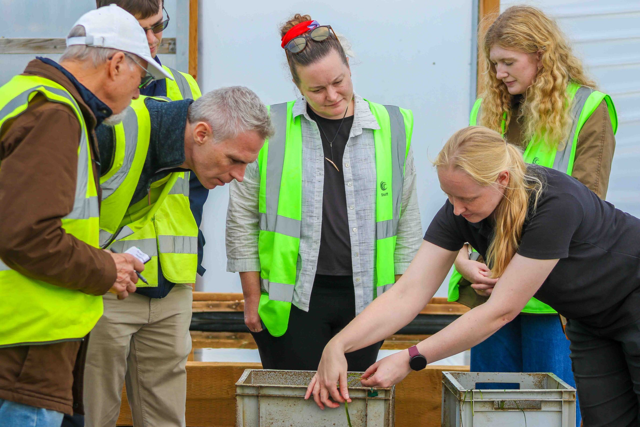 Nursery Manager Emily Yates showing viditors seagrass growing at the Nursery
