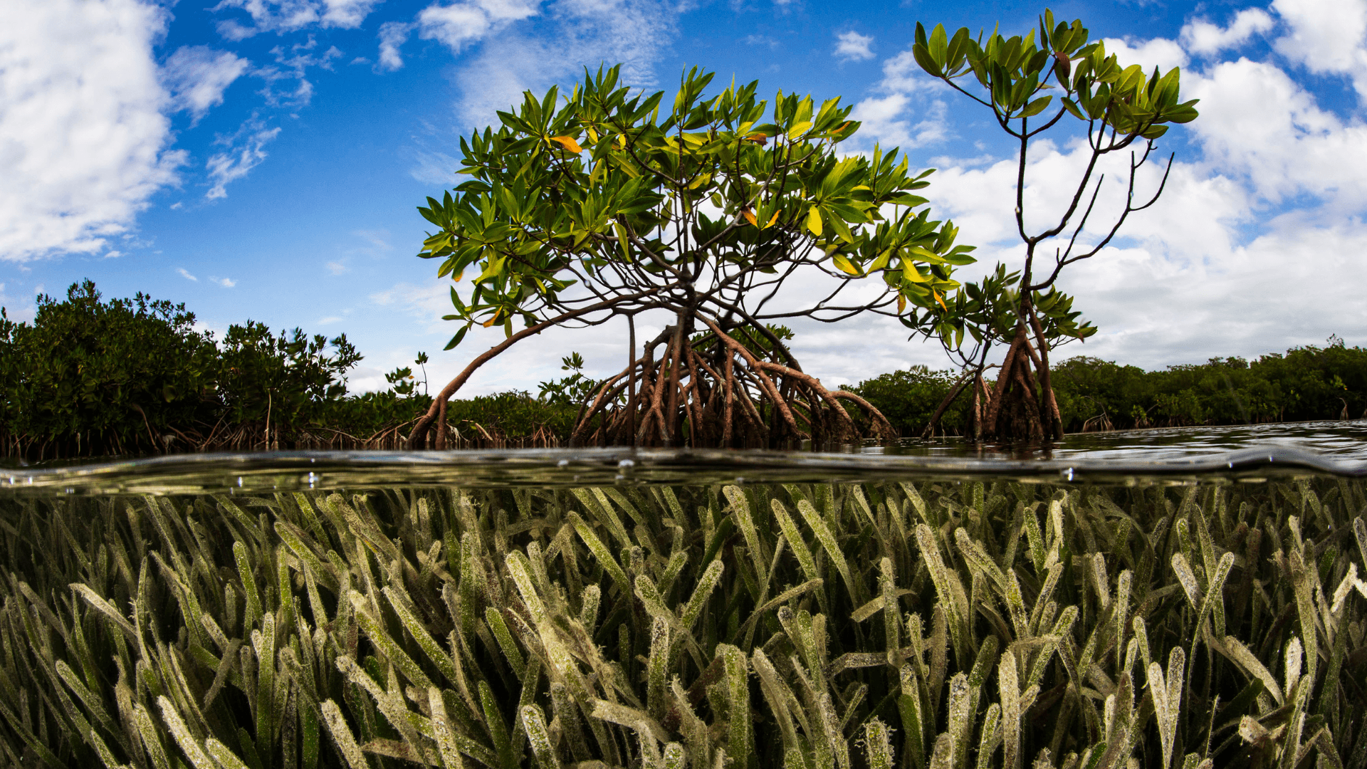 Seagrass and mangrove grow next to each other