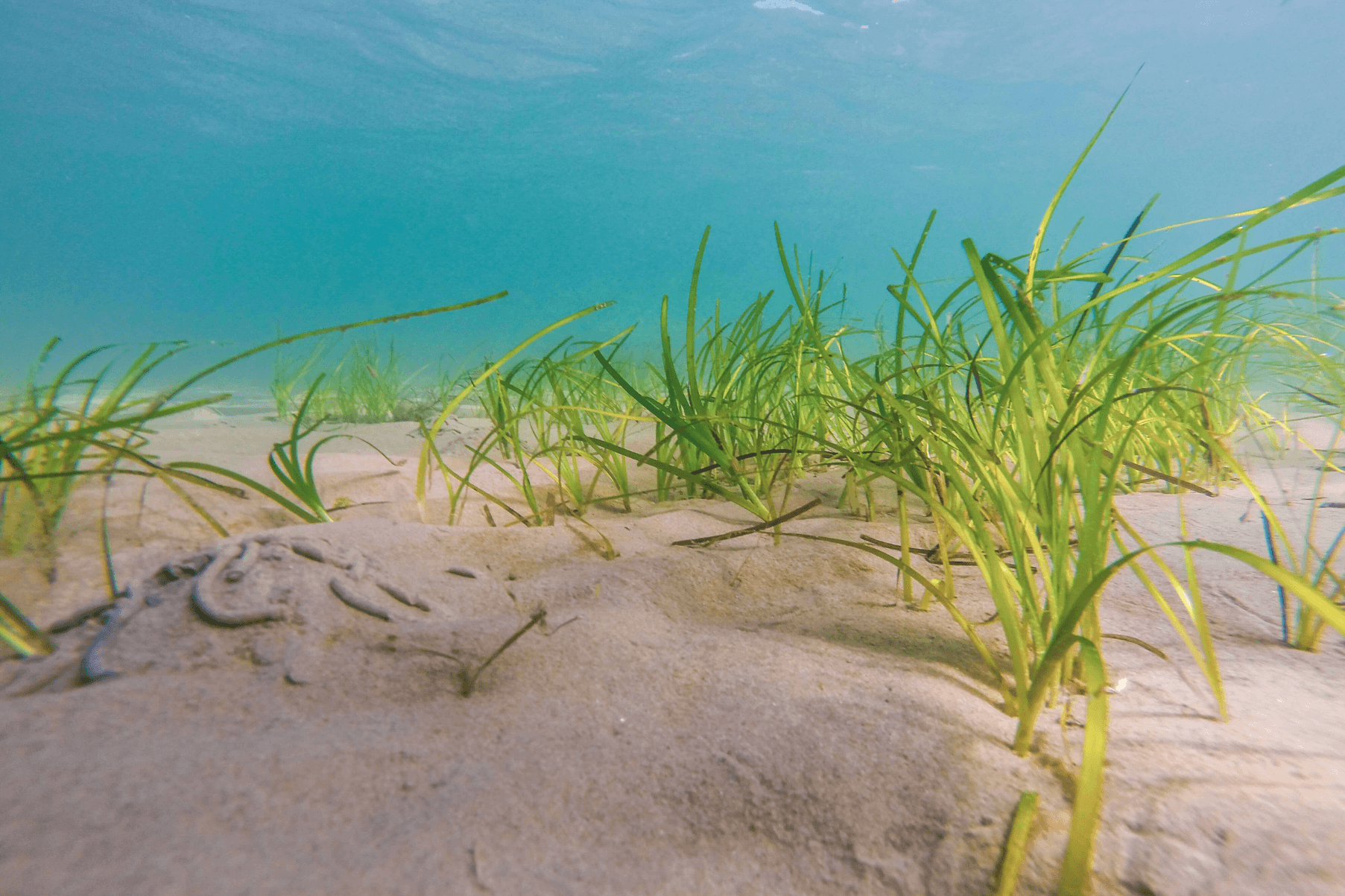 A patch of seagrass grows subtidally at Pen-y-chain