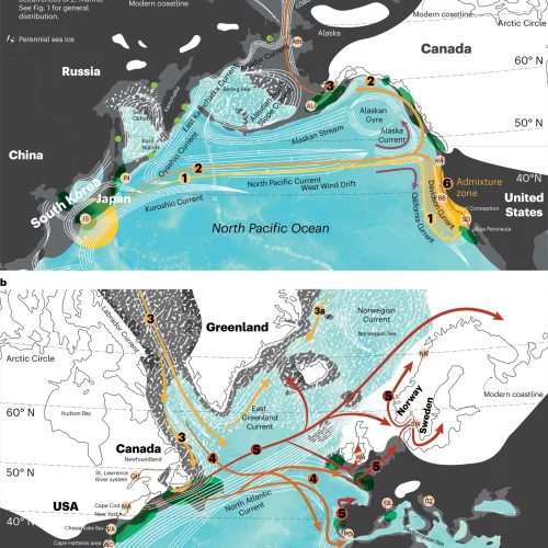 a, Pacific Ocean. Z. marina arose in the Japanese Archipelago region (Supplementary Note 3). Known occurrences in the Russian Arctic are depicted by light green dots. Hypothesized dispersal events are as follows: event 1, first trans-Pacific dispersal via the North Pacific Current, arriving at the North Pacific Current ‘gateway’, where it splits both south following the California Current and north via the Alaska Current, in this case taking the southern route (Supplementary Note 5); event 2, later trans-Pacific dispersals to the ‘gateway’ go south or north and, if the northern route, then up to Alaska and possibly beyond; event 3, colonization of the Atlantic from recently colonized Alaska. Admixture zone along the Pacific East coast (event 6): SD ancestors may have later dispersed northwards via the seasonally reversing, near-shore Davidson Current, forming sequential admixtures with BB and WAS. b, Atlantic Ocean. The dispersal into the Atlantic was likely propelled by the southward Labrador current (event 3) providing the original foundation and subsequent spread to the Mediterranean (including southern Portugal) and dispersal further along both Atlantic coastlines between MIS4 and the LGM (Supplementary Note 7) in which expansions and contractions of populations moved with the ice edge and changing sea level. Event 4 describes the early colonization of the Mediterranean Sea before the LGM. Event 5 represents the post-LGM recolonization in which the West Atlantic refugia close to NC (along with a hypothesized southern European refugia) created the distribution we see today46,77. For both maps: black, present coastline; dark grey, LGM sea level coastline; white, glaciers; speckled white, perennial sea ice; as shown, current pathways. Pink dots with labels following Fig. 1, sampled locations; dark green ovals, hypothesized refugia; yellow–orange–red gradient arrows, dispersal pathways and timing including the North Pacific Current ‘gateway’ (paired purple arrows) and Davidson Current (white). Numbers on current pathways correspond to phylogenetic branch points (nodes) in Fig. 4.