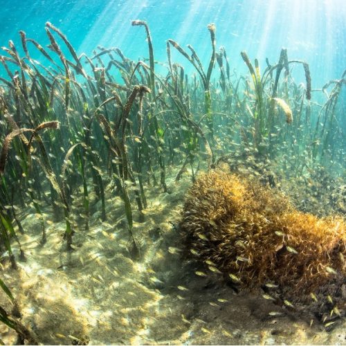 Why saving the world’s seagrass is part of the most important to-do list in the history of humankind