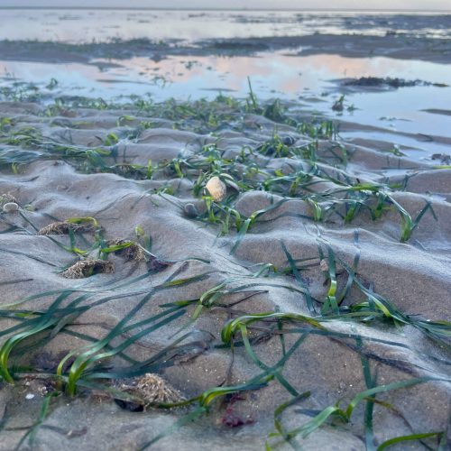Making seagrass restoration more resistant to rising temperatures using generalist grasses