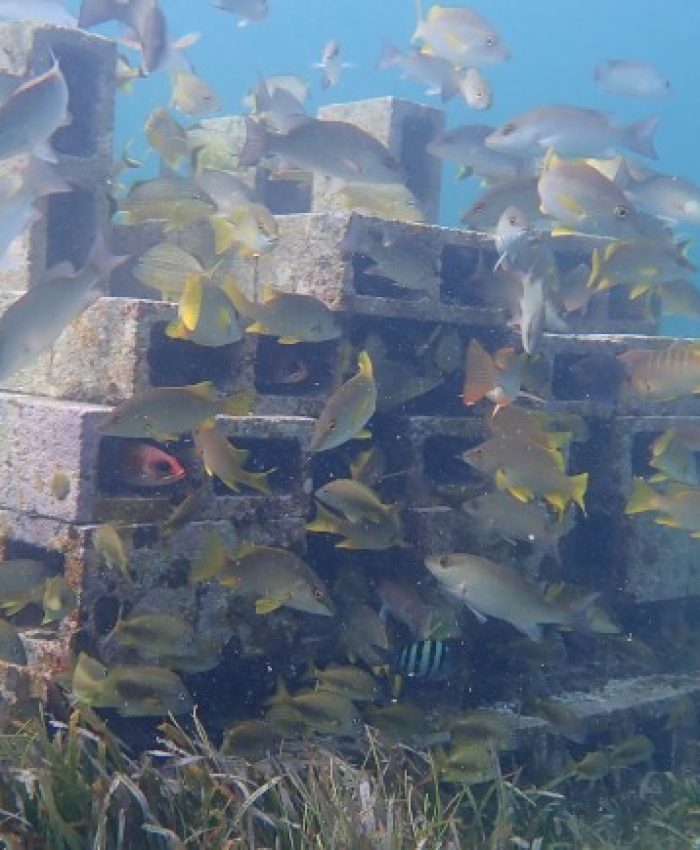In more heavily fished waters, artificial reefs host large amounts of fish which help to fertilise the seagrass. Image © Katrina Munsterman.