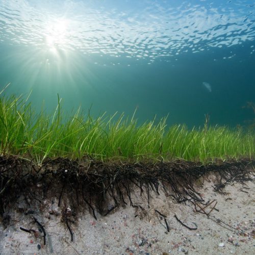 Seagrass crucial to stemming the tide of coastal erosion