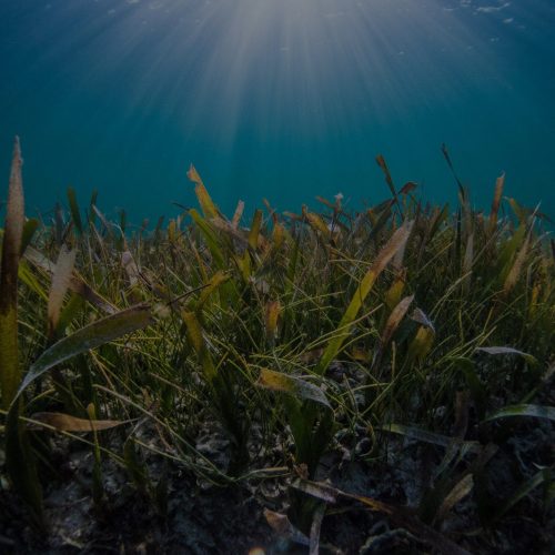 World Seagrass Day and Seagrass Awareness Month at Project Seagrass